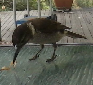 Cheeky young butcherbird cleaning up around the house