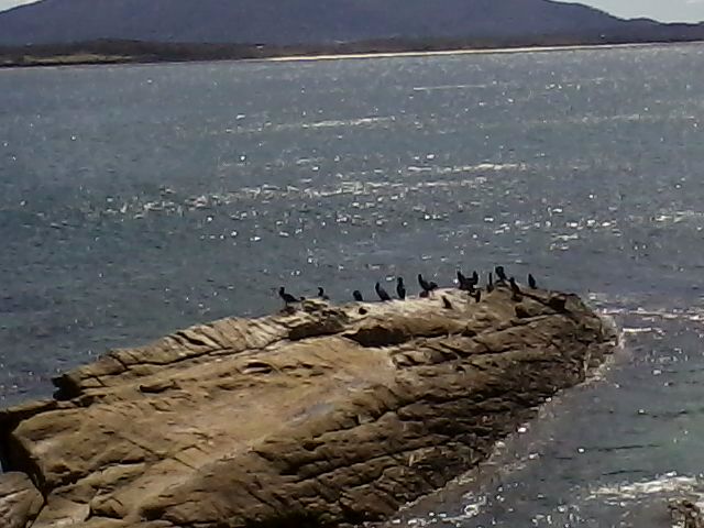 Shags on the rocks at Bermagui