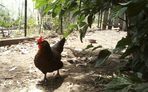 Priscilla, Queen of the chook yard is a happy hen and perhaps a lucky one, she spends her life doing what chooks do and laying eggs for me. Her counterpart in the commercial world has a less comfortable life entirely in a cage.