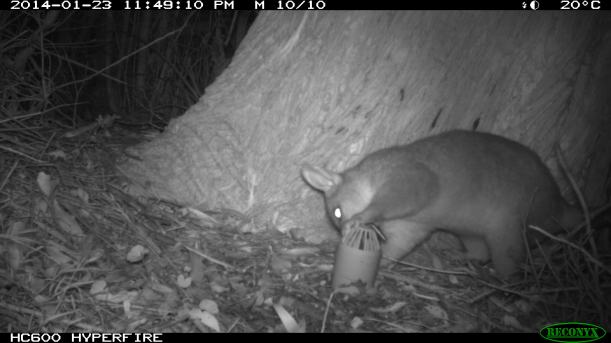 Curious possum examining the peanut butter lure