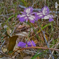 Fringe Lily near Wallaga Lake